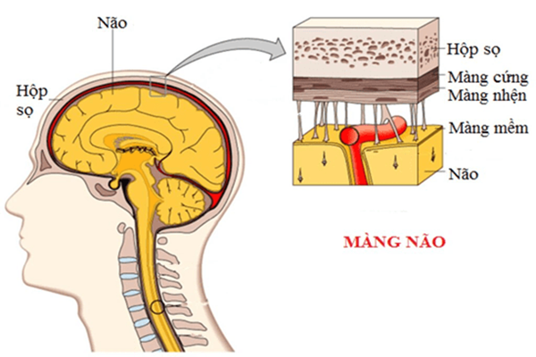 Giá trị chụp cộng hưởng từ trong chẩn đoán u màng não